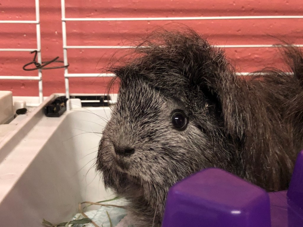 Foster Guinea Pig Maude