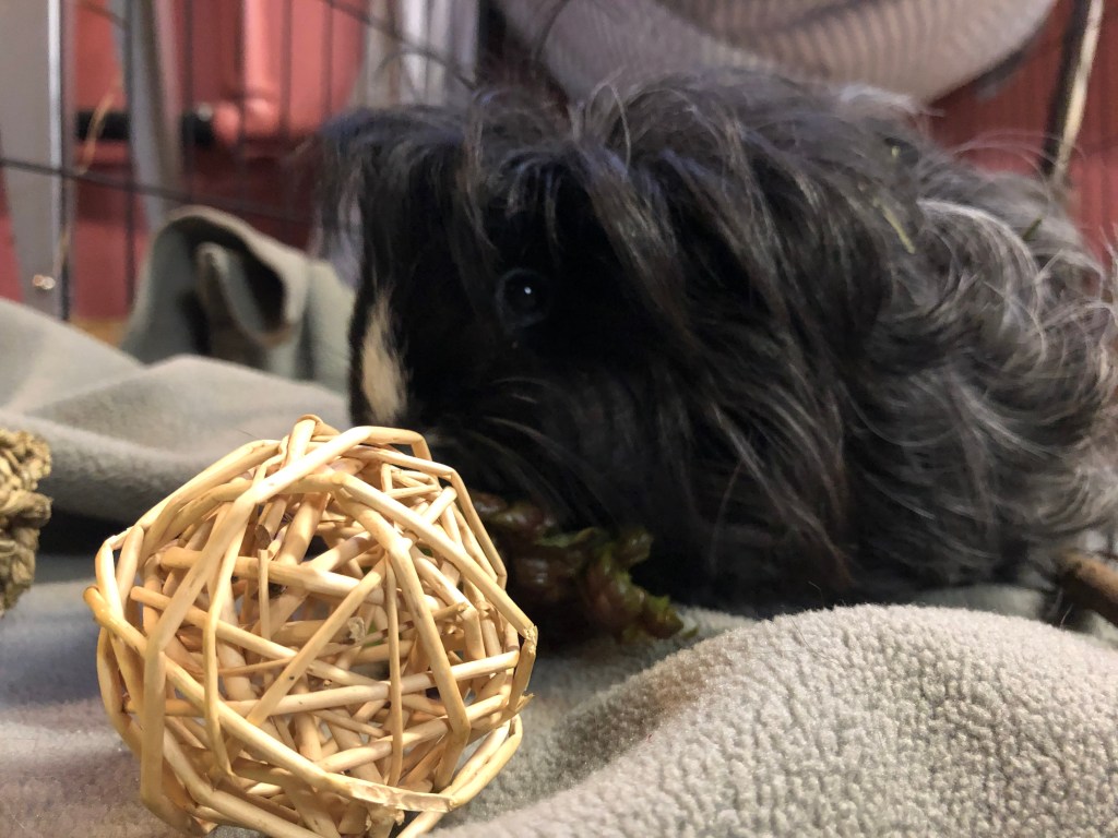 Foster Guinea Pig Annie