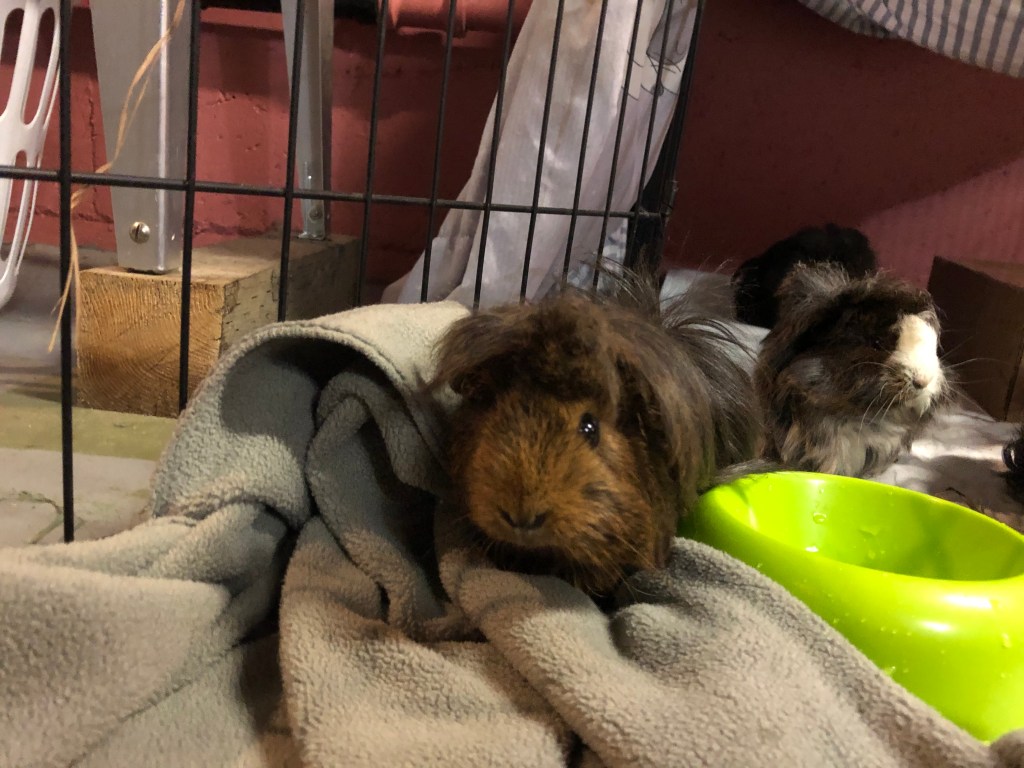 Foster Guinea Pig Tiffany