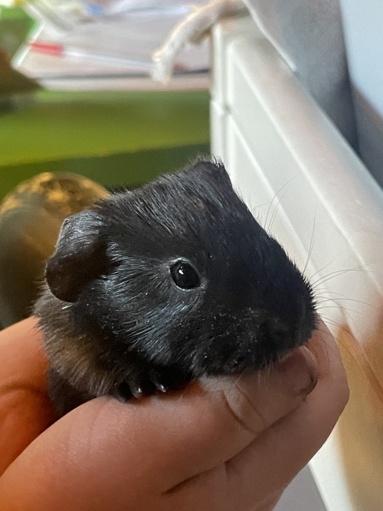 Foster Guinea Pig Pine