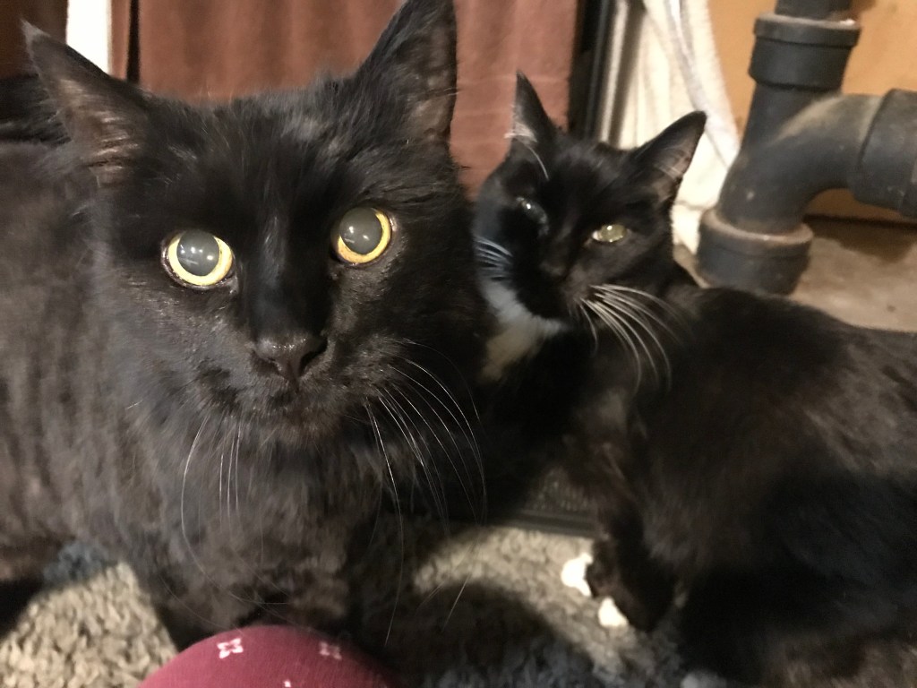Foster cats Big Boy & Little Girl