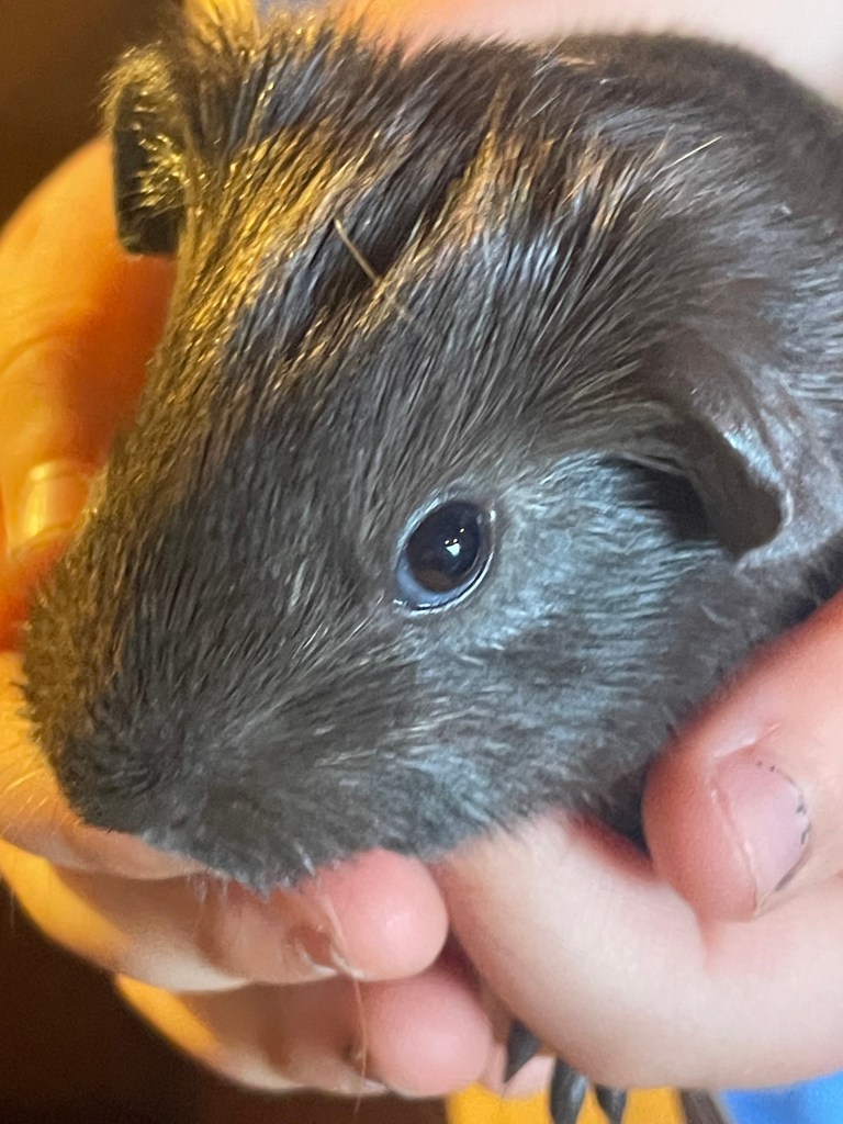 Foster Guinea Pig Oak