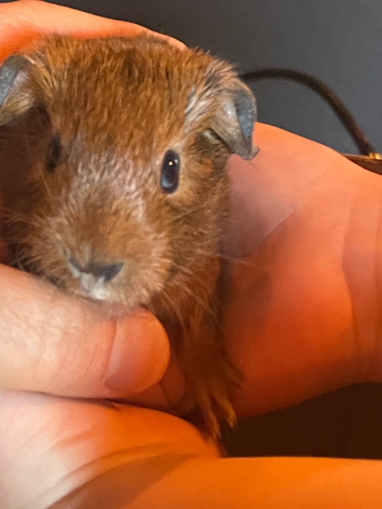 Foster Guinea Pig Willow